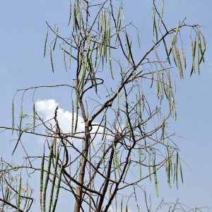 Το Δέντρο της Ζωής (Moringa) - 15 σπόρο10