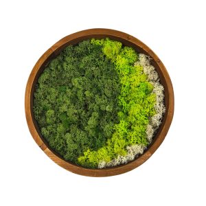 Σύνθεση με Σταθεροποιημένα Βρύα "Arrangement Moss"
