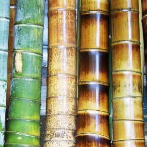 Giant Bamboo "Riesenbambus"- Γιγάντιο Μπαμπού - 50+ σπόροι