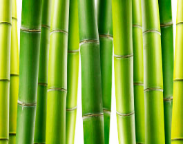 Giant Bamboo "Riesenbambus"- Γιγάντιο Μπαμπού - 50+ σπόροι - Image 3