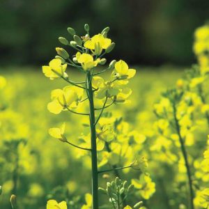 Μουστάρδα Λευκή (White mustard) σπόροι πακέτο 3γρ