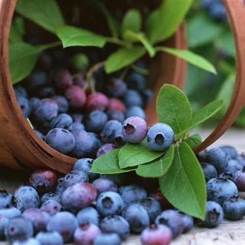 Bilberries in a basket with leaves