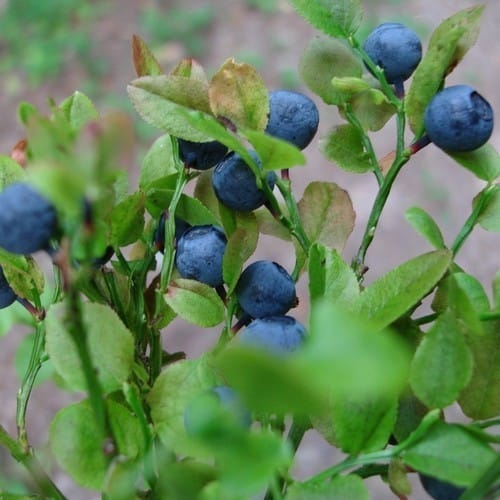 Bilberry plant with ripe blue berries