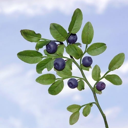Bilberry branch with fruit