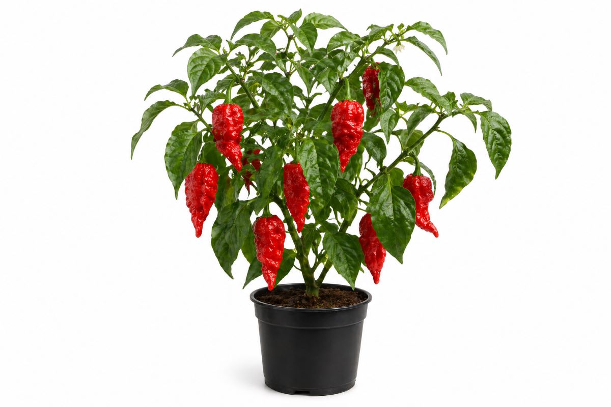 Bhut Jolokia pepper plant with red fruit in a pot