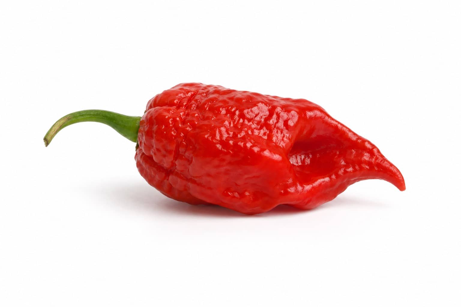 Red Bhut Jolokia hot pepper (ghost pepper)
