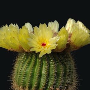 Κάκτος "Notocactus Leninghaushii" - 30 σπόροι