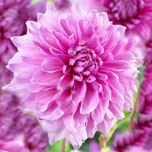 Ντάλια Πελώρια Lavender Perfection - 1 βολβός