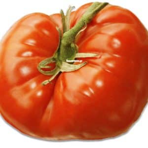 Large red Knockout F1 tomato