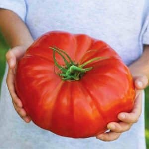 Huge Gigantomo F1 tomato in a person's hands