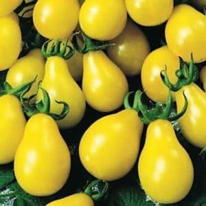 Κίτρινες ντομάτες Yellow Pear σε σχήμα αχλαδιού