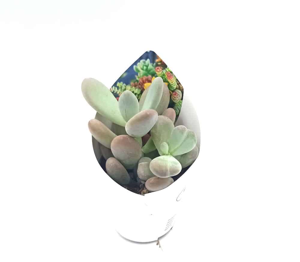Κάκτος Pachyphytum oviferum σε γλαστράκι