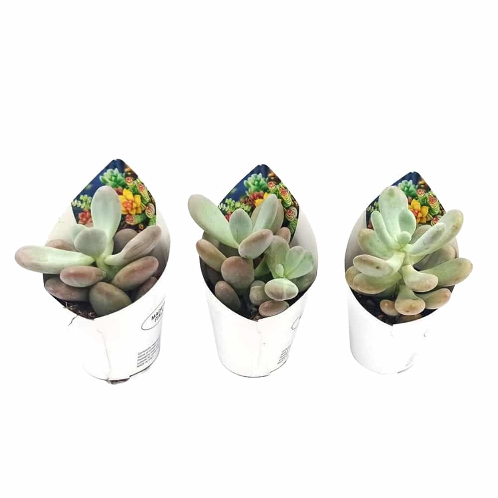 Παχύφυτα Pachyphytum oviferum σε γλαστράκια