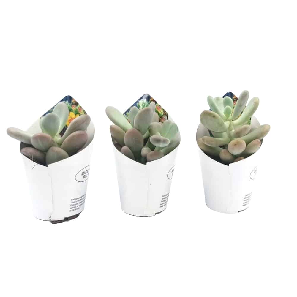 Pachyphytum oviferum με ασημί φύλλα