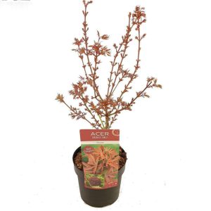 Acer Palmatum "Shaina"