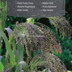 Panic Grass "Panicum virgatum" - 4γρ σπόροι