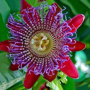 Red passion flower Passiflora with a striking bloom
