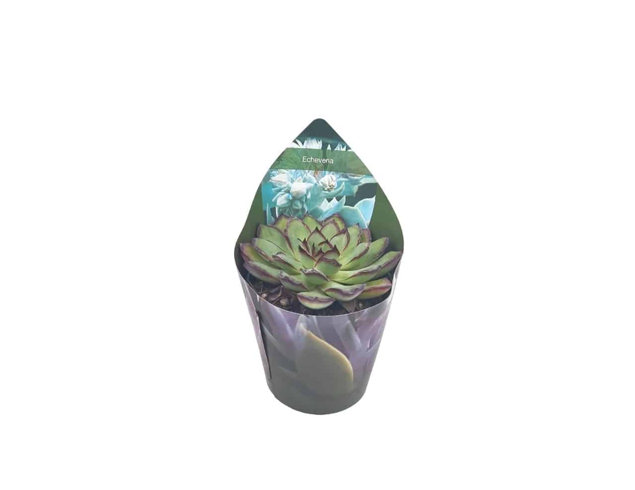 Echeveria pulidonis succulent 6.5 cm in a small pot