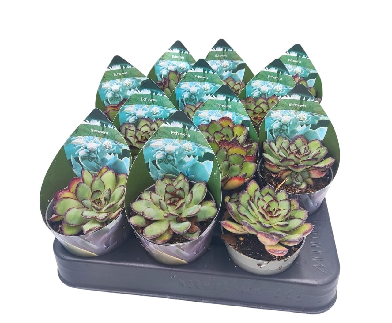Echeveria pulidonis succulents on a tray