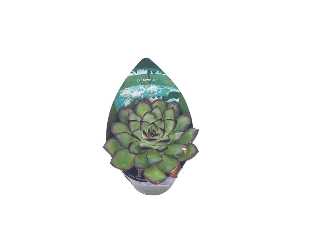 Echeveria pulidonis rosette from above