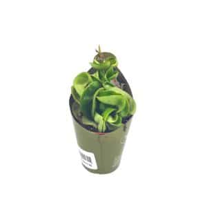 Hoya carnosa Compacta 6,5 εκ. σε γλαστράκι