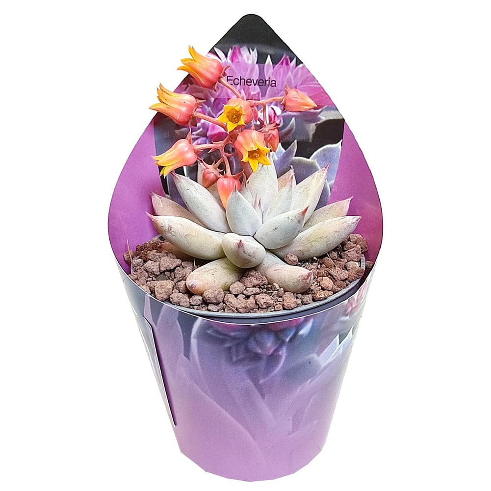 Echeveria tolimanensis succulent in a small pot
