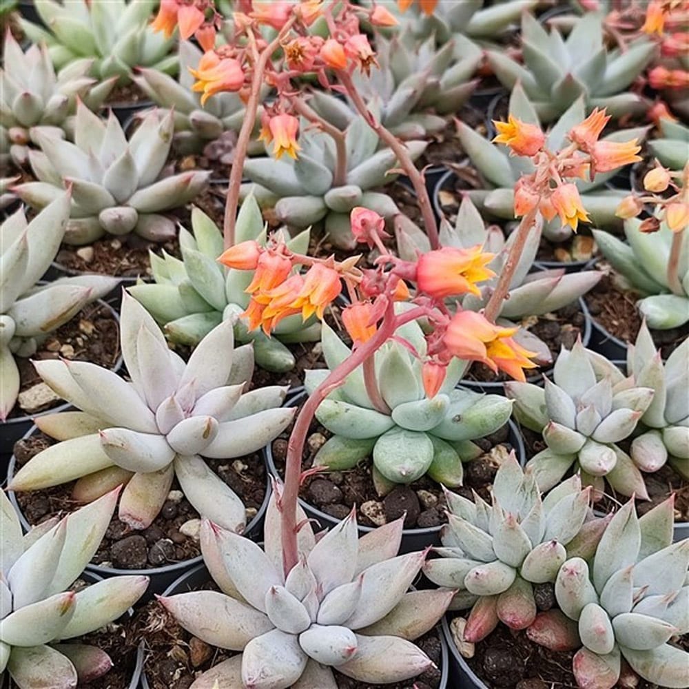 Echeveria tolimanensis with orange flowers