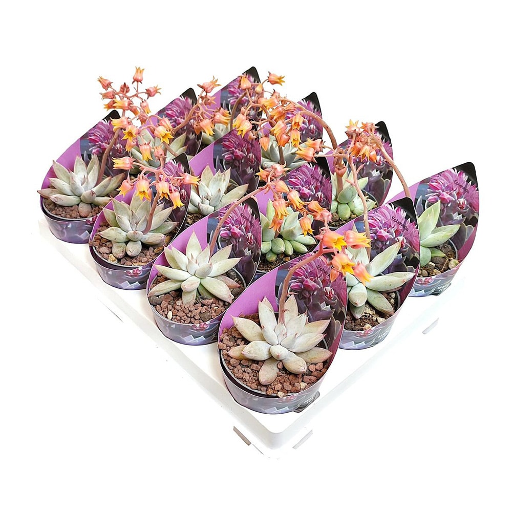 Echeveria tolimanensis on a tray
