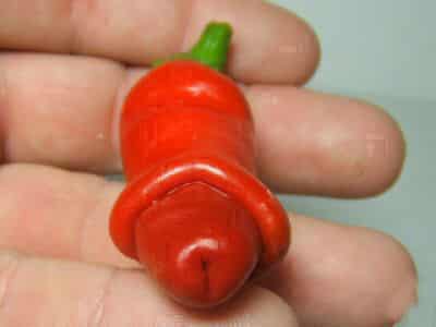 Red Peter Pepper in the hand