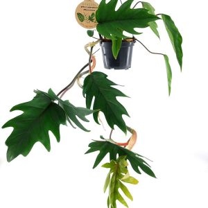 Φυλλόδενδρο "Philodendron mayoi" - 12 εκ.