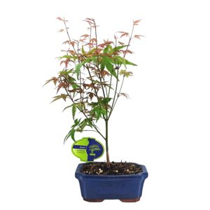 Ιαπωνικό Πλατάνι Acer Palmatum Phoenix σε πήλινη γλάστρα!