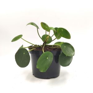 Το Φυτό της Τύχης Pilea Peperomioides