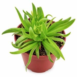 Pinguicula - Πινγουικούλα Σαρκοφάγο φυτό