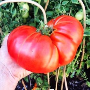 Ντομάτα Ponderosa Μεγάλες Ντομάτες 500 γρ. - 0,5 γρ Σπόροι