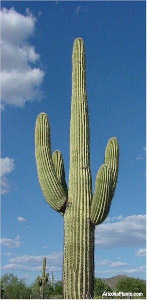 Κάκτος "Saguaro Giant" - 30 σπόροι