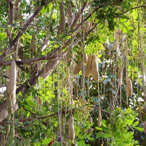 Λουκανικόδεντρο "Sausage Tree" - 10 σπόροι