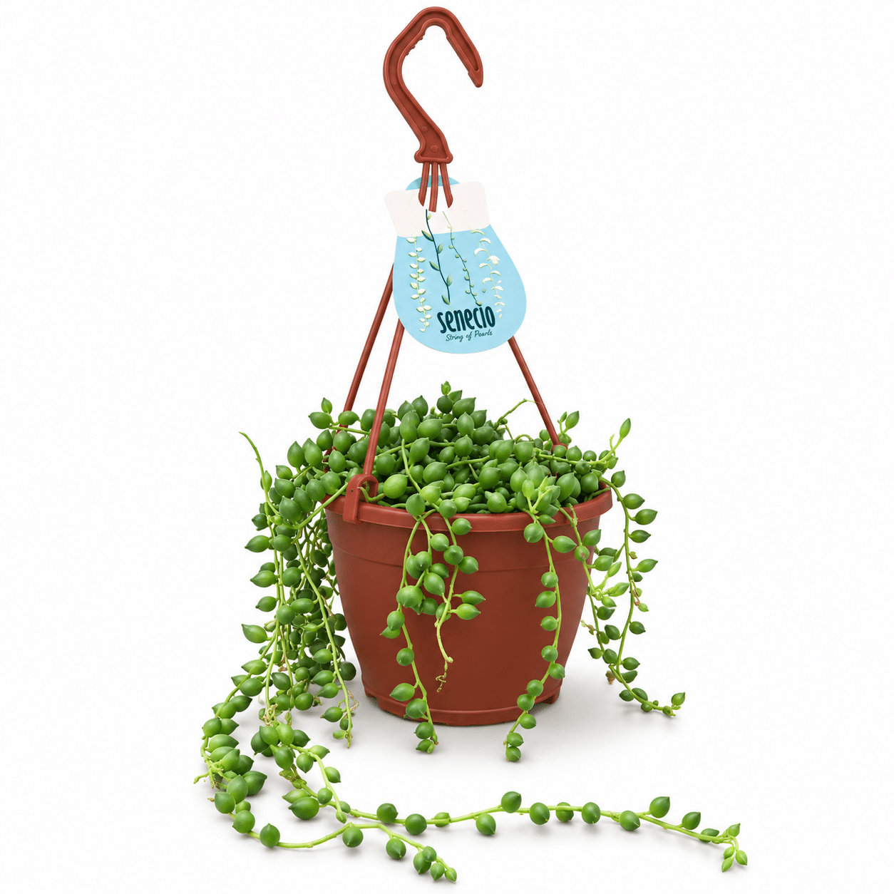 Senecio string of pearls in a hanging pot