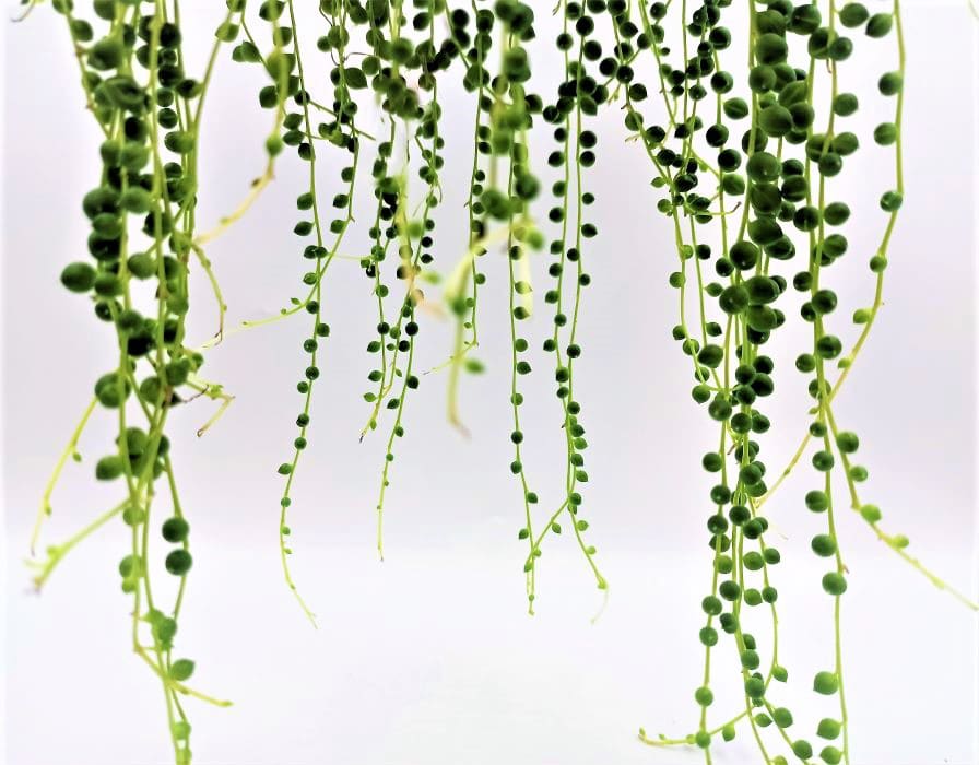 Senecio rowleyanus trailing stems with pearls