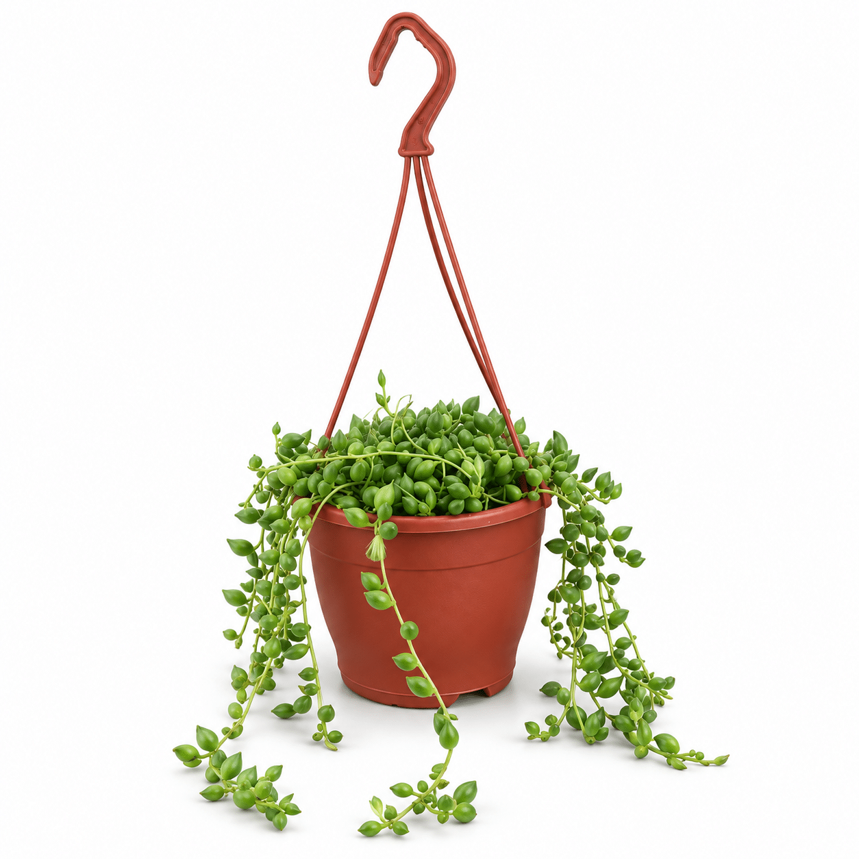 Trailing string of pearls in a terracotta pot