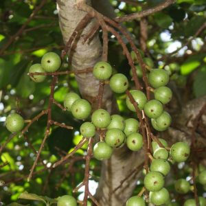 Το σύκο της Αφρικής - Ficus capensis 10 σπόροι.