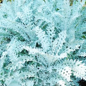 Σινεράρια Ασημί (Silver Cineraria) Πακέτο Σπόρων