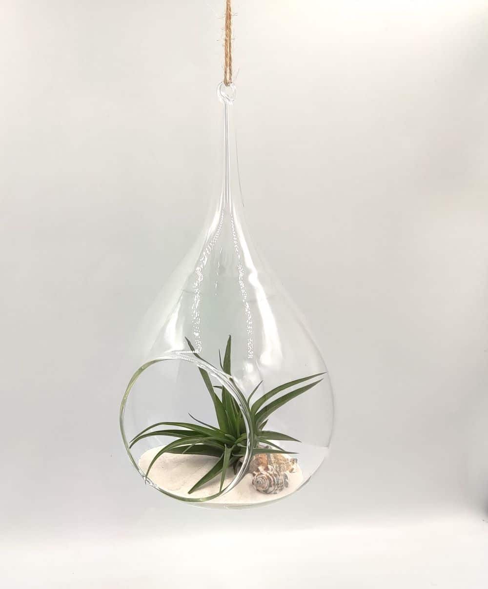 Κρεμαστή σύνθεση Tillandsia multiflora, πλάγια όψη