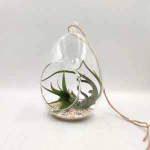 Κρεμαστή Σύνθεση Αερόφυτων Tilandsia Multiflora & Bulbosa