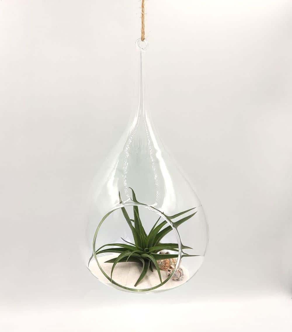 Αερόφυτο Tillandsia multiflora σε κρεμαστή γυάλινη σταγόνα