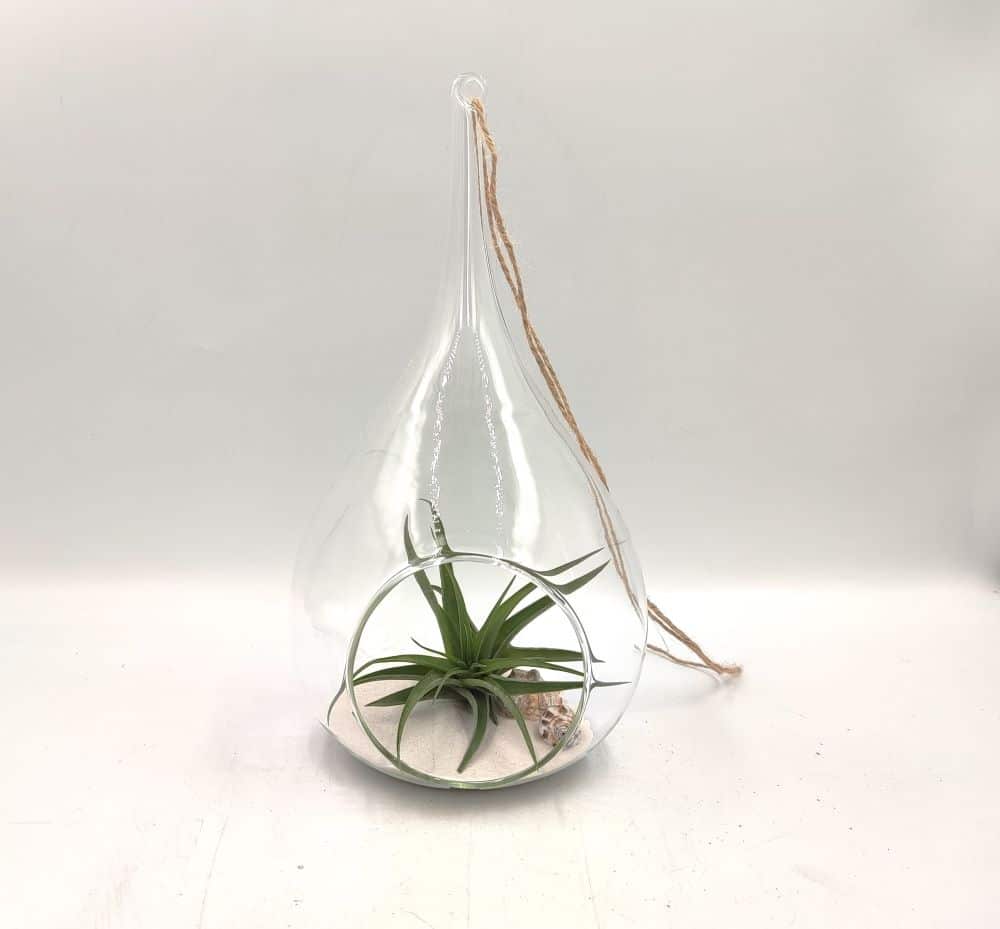 Κρεμαστή σύνθεση αερόφυτο Tillandsia multiflora σε γυάλα