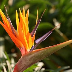 Στρελίτσια / Strelitzia Πακέτο Σπόρων 0,4 g.
