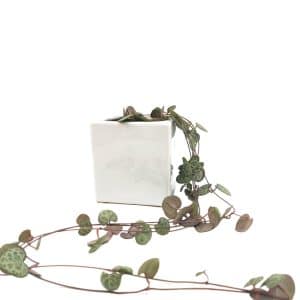 String of hearts σε λευκό κεραμικό κασπώ