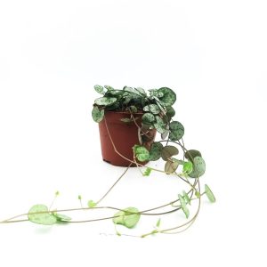Κρεμαστό φυτό "String of Hearts" 20εκ.