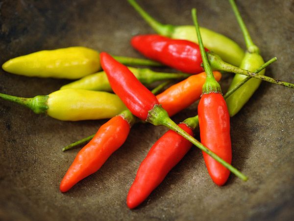 Καυτερή πιπεριά Tabasco - 25 σπόροι