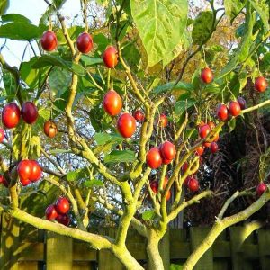 Ταμαρίλλο / Tamarillo δεντροντομάτα - 60-80 σπόροι